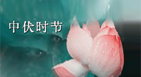 【艾灸三伏天】中伏：三伏灸的關(guān)鍵轉(zhuǎn)折點(diǎn)！“灸”除病根的大好時(shí)機(jī)！