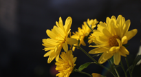 【養(yǎng)生知識(shí)】入秋菊花藥膳，美味營養(yǎng)、養(yǎng)生保??！