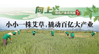 【行業(yè)資訊】向上，特色產(chǎn)業(yè)看河南：南陽艾區(qū)域品牌正在叫響！