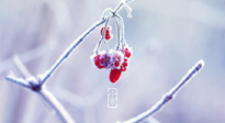 【小寒節(jié)氣】時處二三九，臘月梅花開！
