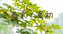 【艾灸養(yǎng)生】春末夏初：上熱下寒癥狀，補不如疏通淤堵，試試艾灸吧！