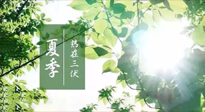 【艾灸三伏天】今年三伏不一般，仙草小助理建議大家早作準(zhǔn)備哦！