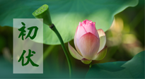 【三伏天】初伏將至，“蒸煮”模式開啟！想要健康，這四類食物別錯過??！